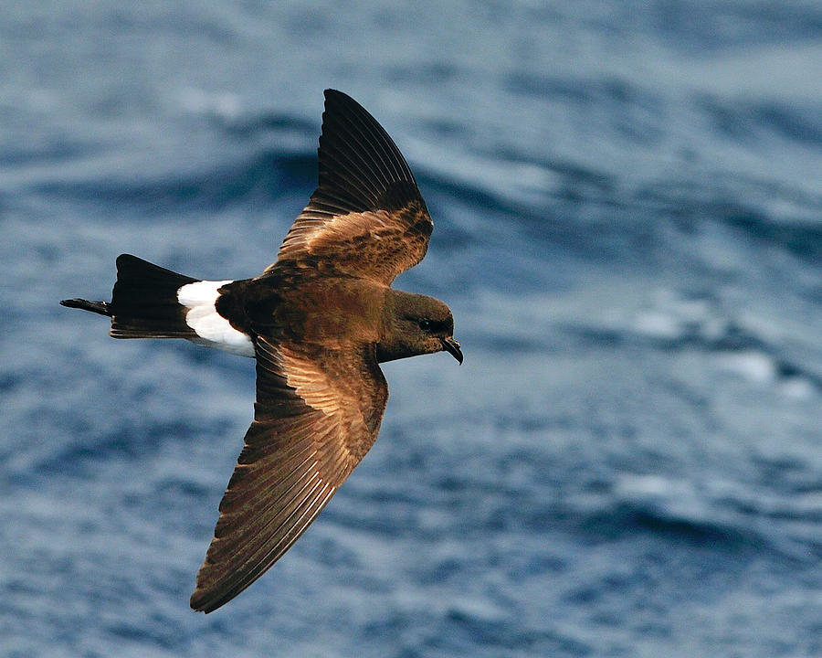 Wilsons Storm-Petrel Photograph by Tony Beck
