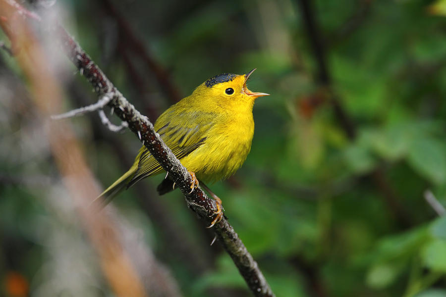 Wilsons Warbler In Song Photograph by Doug Lloyd