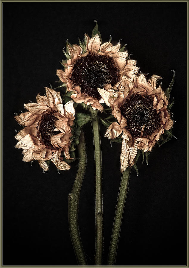 Wilted Sunflowers Photograph by Steve Zimic