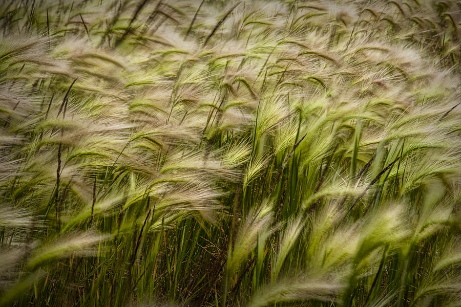 Nature Photograph - Wind Blown Grain on PEI No.072 by Randall Nyhof