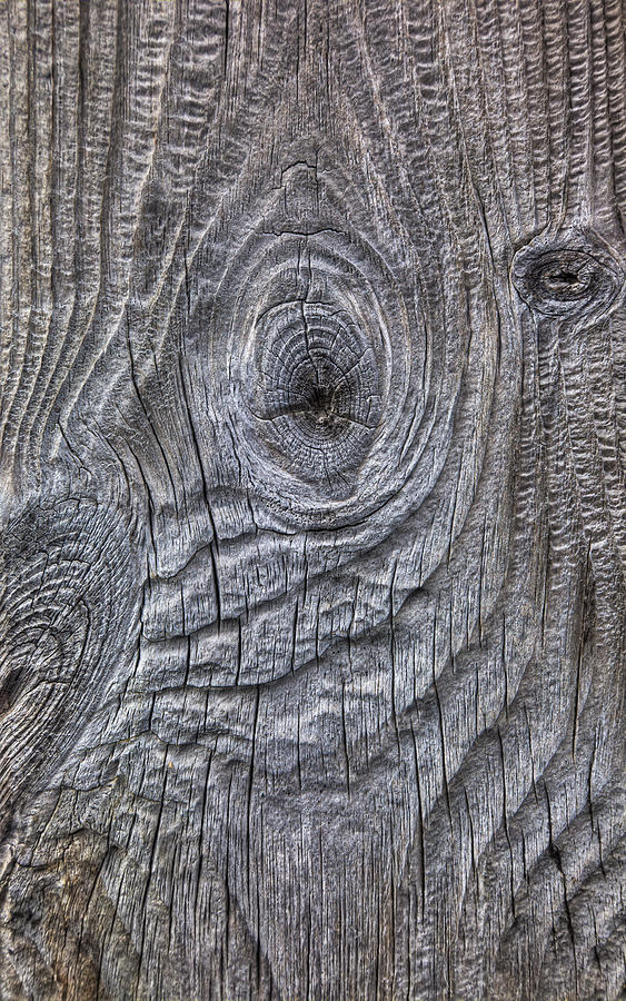 Wind Eroded Wood, Deception Island Photograph by Colin Monteath