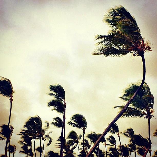 Nature Photograph - #wind #hurricane #trees #sky #palmtrees by Bex C