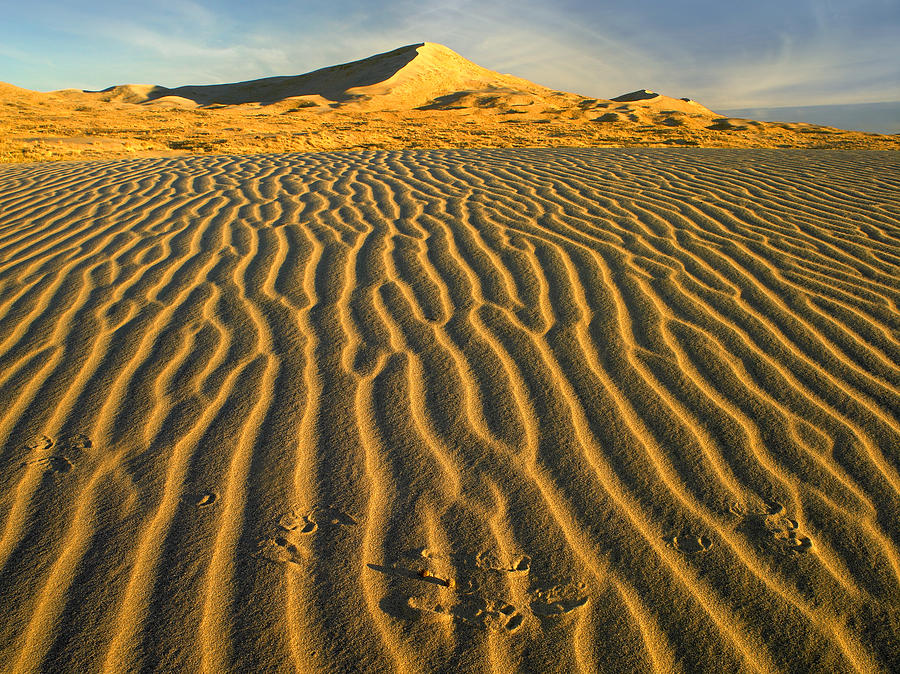 Wind Ripples In Kelso Dunes Mojave Photograph by Tim Fitzharris