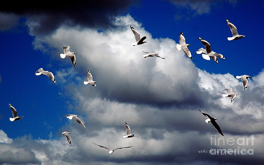 Wind Sailing Seagulls Photograph
