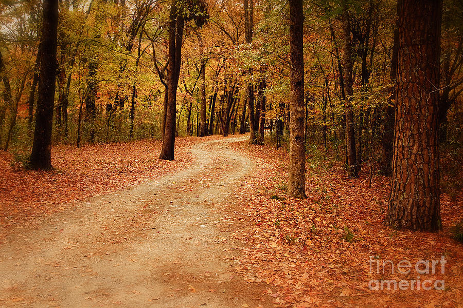 Winding Path at Beavers Bend Photograph by Tamyra Ayles
