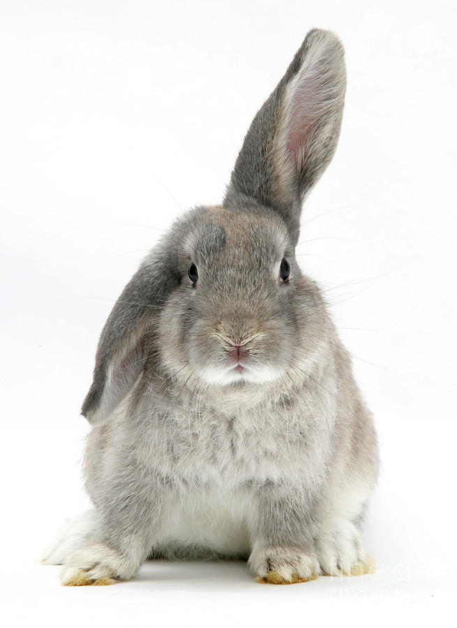 Windmill-eared Rabbit Photograph by Mark Taylor