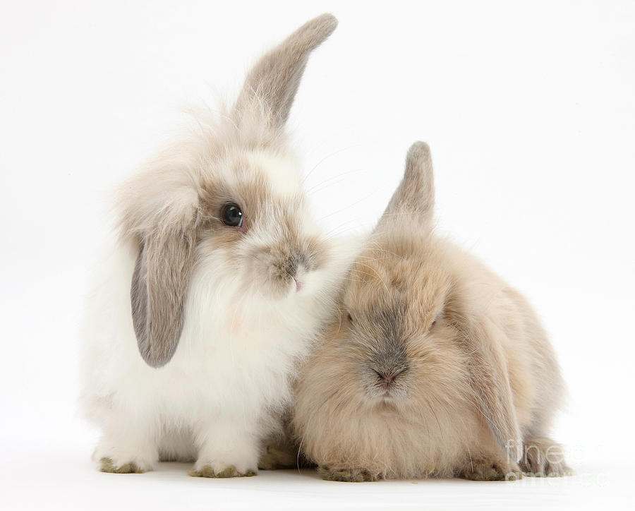 Windmill-eared Rabbits Photograph by Mark Taylor