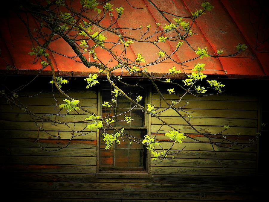 Window and Branch Photograph by Joyce Kimble Smith