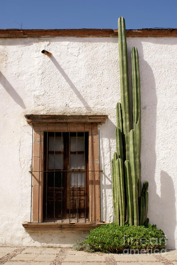 WINDOW AND CACTUS Mineral de Pozos Mexico Photograph by John  Mitchell