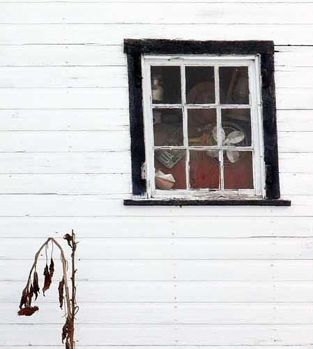 Architecture Photograph - Window in White Wall with Dead Plant by Alastair  MacKay