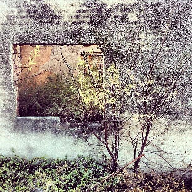 Nature Photograph - Window Of A Burned House / Contrast + by Cally Stronk