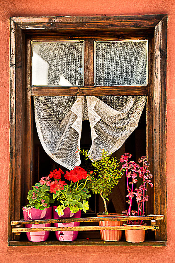 Flowers Still Life Photograph - Window by Okan YILMAZ