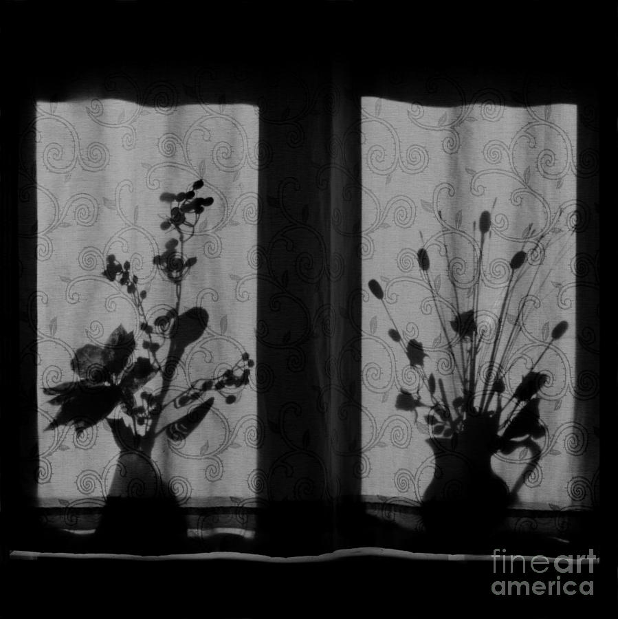 Flowers Photograph - Window Shadow 2 by Aldo Cervato Flowers Photograph - Window Shadow 2 by Aldo Cervato
