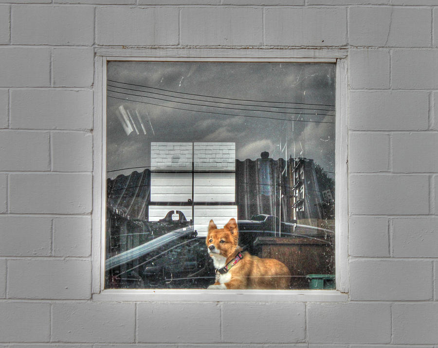 Dog Photograph - Window Watcher by J Laughlin