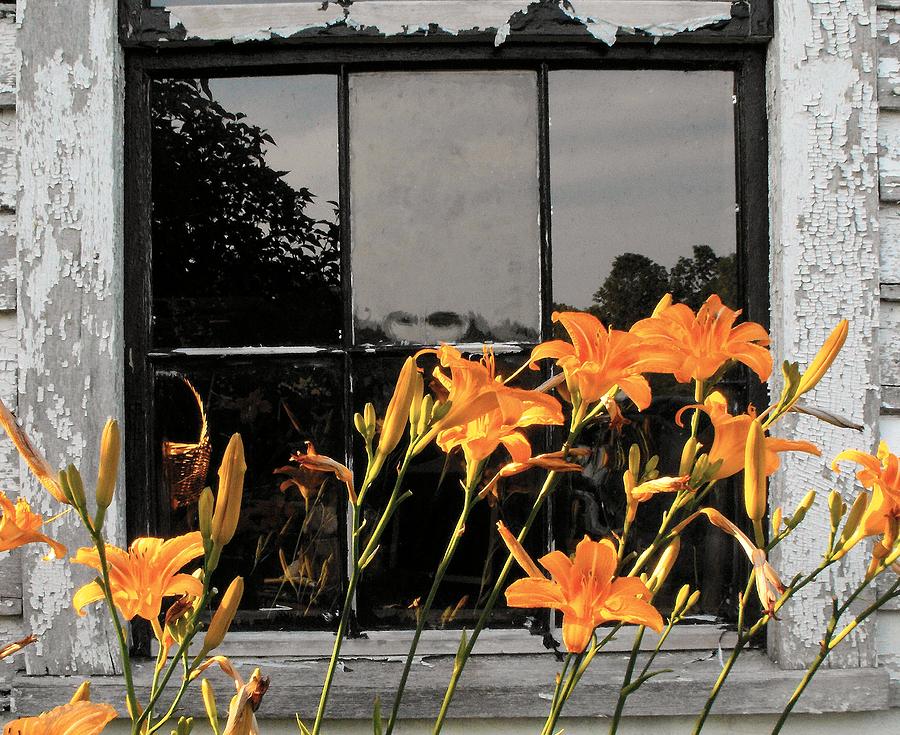 WINDOWS Lilies in reflection Photograph by William OBrien