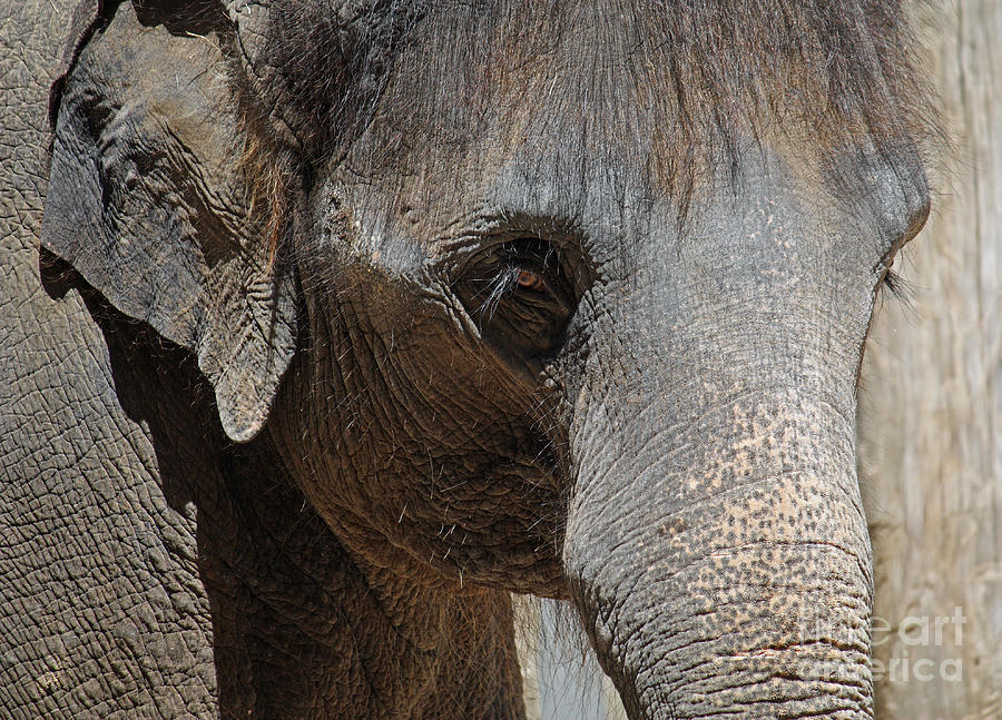 Elephant Photograph - Windows to the Soul by Lisa Porier