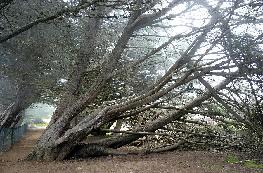 Tree Photograph - Windswept by Carla Parris