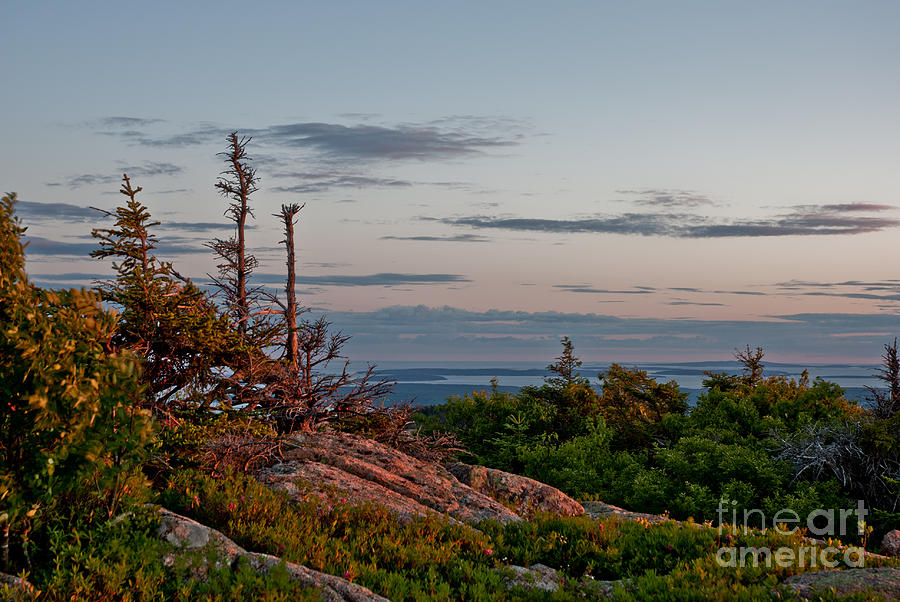 Windswept Photograph by Corrie Zacharias - Fine Art America