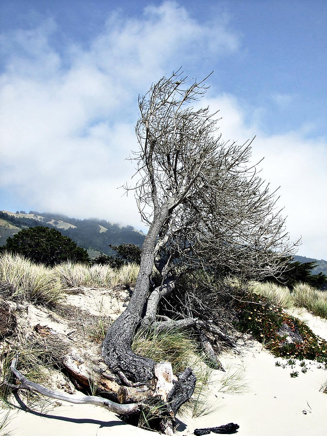 Windswept Tree Photograph by Richard Reeve