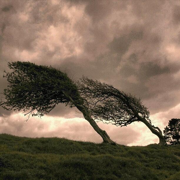 Nature Photograph - #windswept #trees Of #borth... #tree by Linandara Linandara