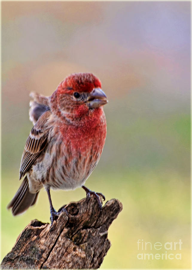 Nature Photograph - Windy Day Finch by Debbie Portwood