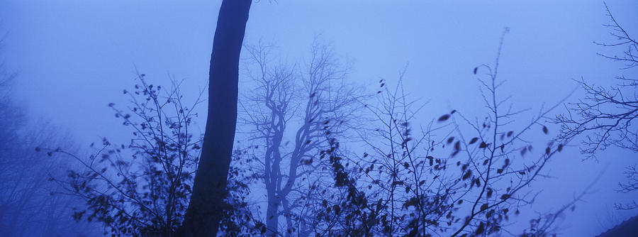 Windy foggy evening Photograph by Ulrich Kunst And Bettina Scheidulin