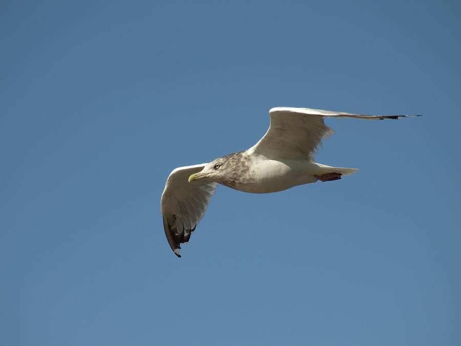 Windy Gull - 1 Photograph by Jeffrey Peterson