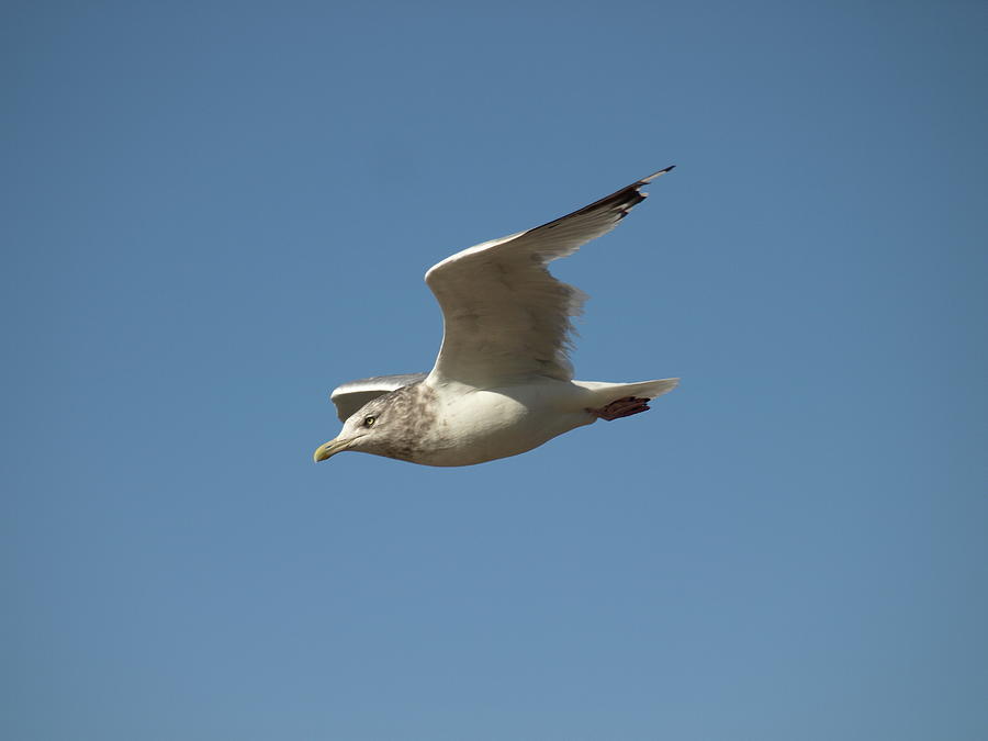 Windy Gull - 2 Photograph by Jeffrey Peterson