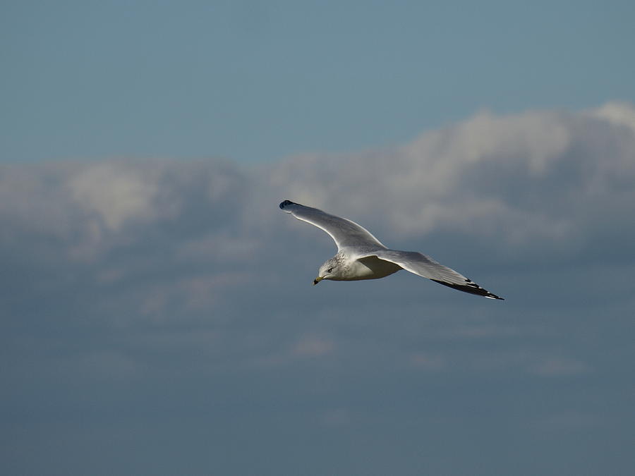 Windy Gull - 3 Photograph by Jeffrey Peterson