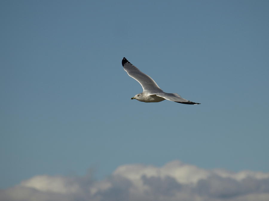 Windy Gull - 4 Photograph by Jeffrey Peterson
