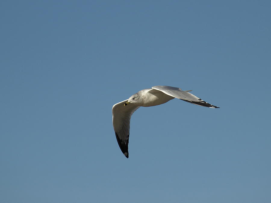 Windy Gull - 5 Photograph by Jeffrey Peterson