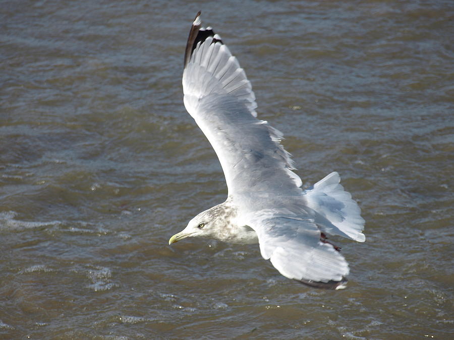 Windy Gull - 6 Photograph by Jeffrey Peterson