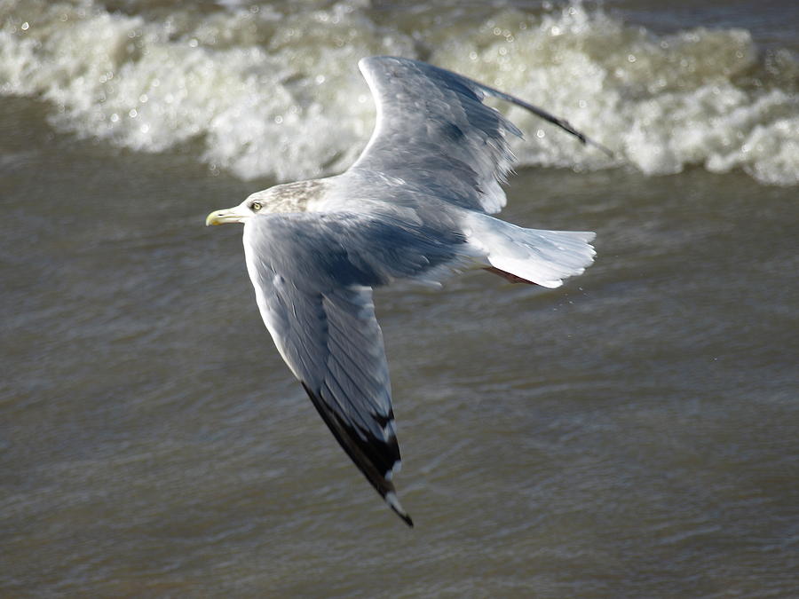 Windy Gull - 7 Photograph by Jeffrey Peterson