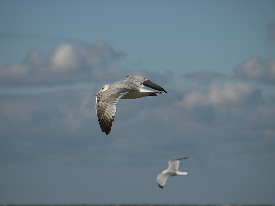 Windy Gull - 8 Photograph by Jeffrey Peterson