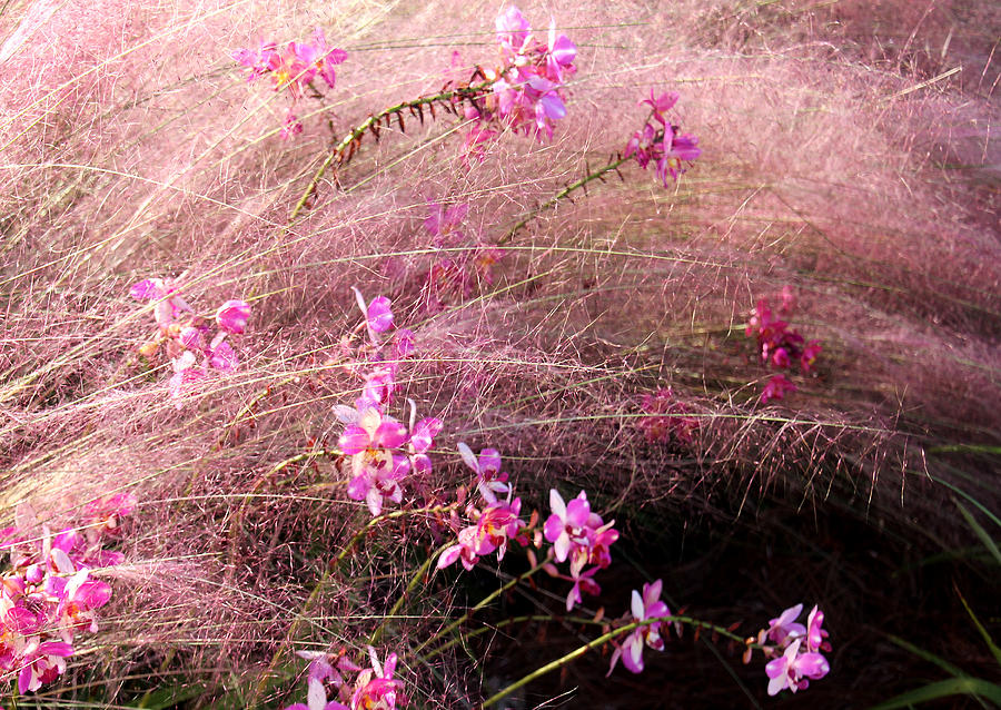 Windy in Pink Photograph by Rosalie Scanlon