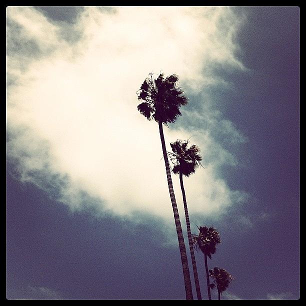 Palm Trees Photograph - Windy by Lana Rushing