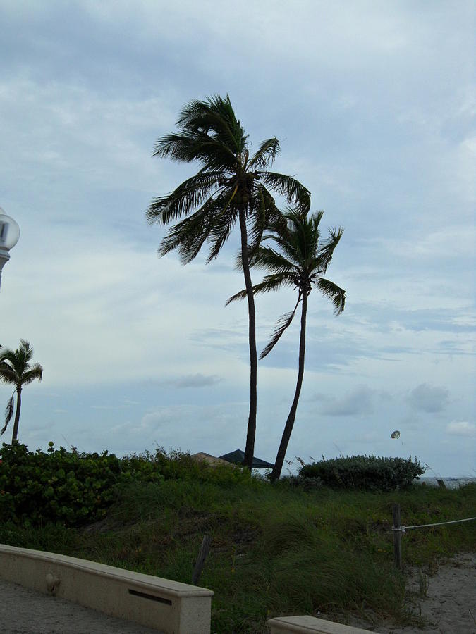 Windy Palms Photograph by Val Oconnor