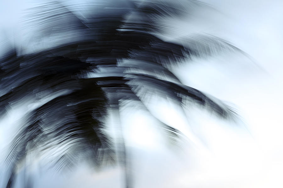 Windy Palms Photograph by Vince Cavataio - Printscapes