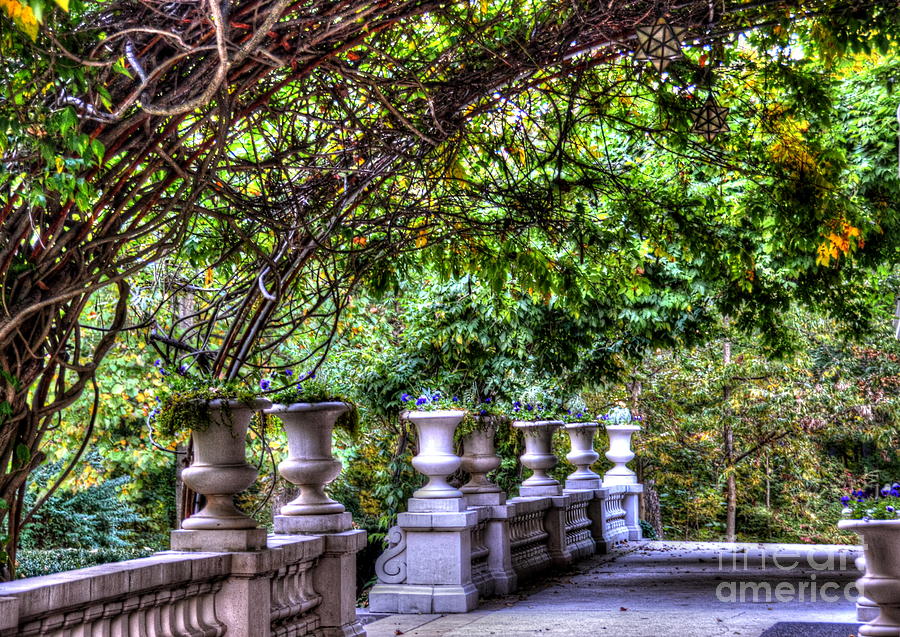 Vines Photograph - Wine and Vine by Debbi Granruth Vines Photograph - Wine and Vine by Debbi Granruth