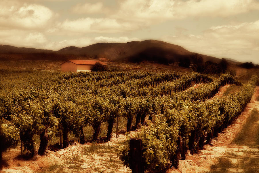 Wine Photograph - Wine Country by Peter Tellone