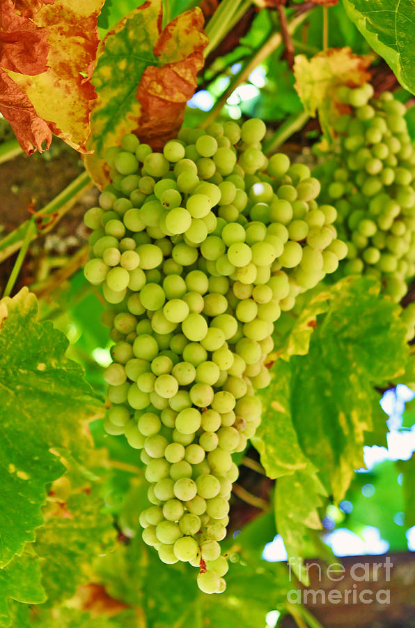 Wine Grapes in California Photograph by Paul Topp