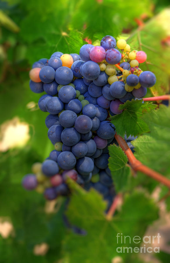 Wine Grapes Photograph by Kelly Wade