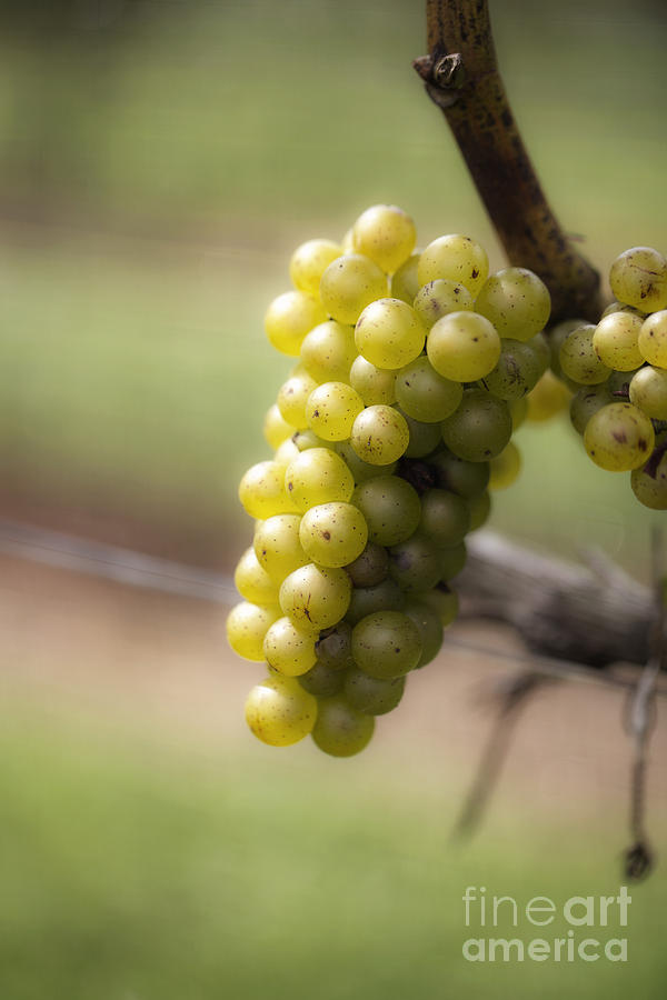 Wine Grapes Photograph by Leslie Leda