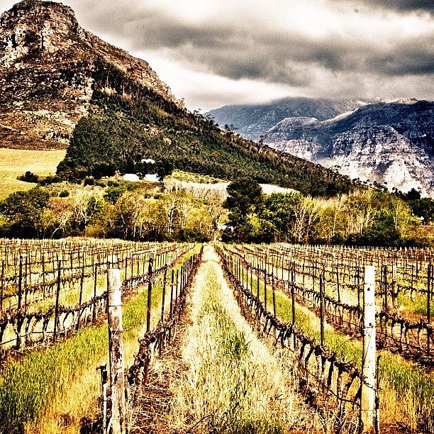 Wine Photograph - #wine ,#vineyard, #capetown ,#mountain by Johan Van Zyl