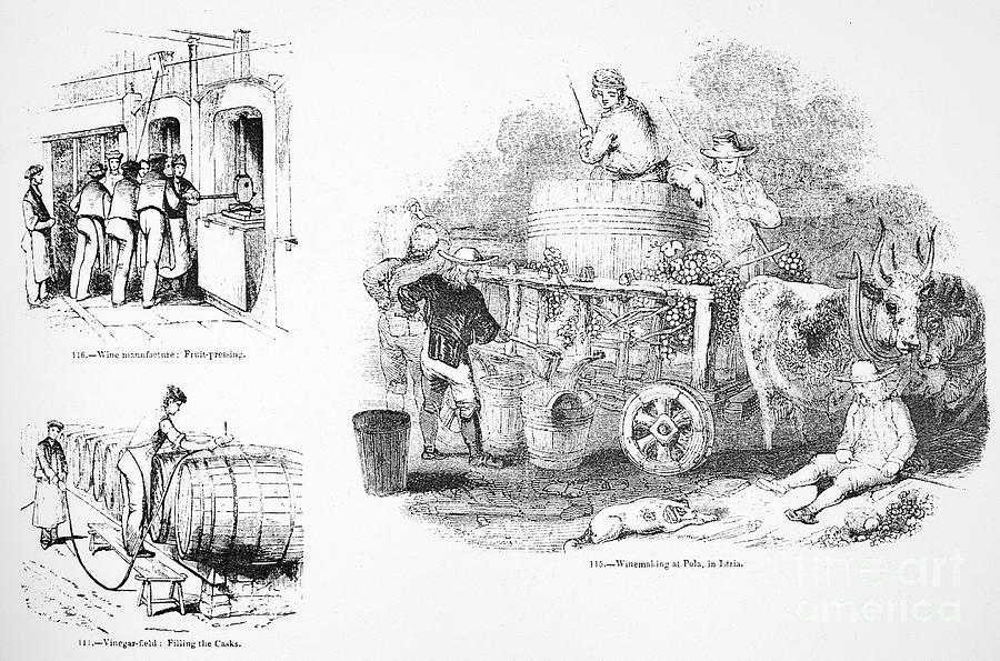 WINEMAKING, ISTRIA, 1830s Photograph by Granger