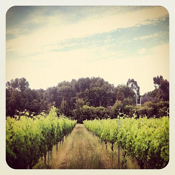 Vineyard Photograph - #winery #vineyard #view #scenery by Glen Offereins