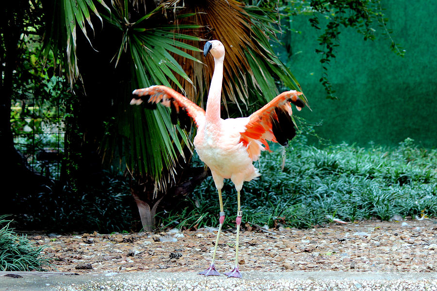 Wing Flapping Flamingo Photograph by Kathy  White