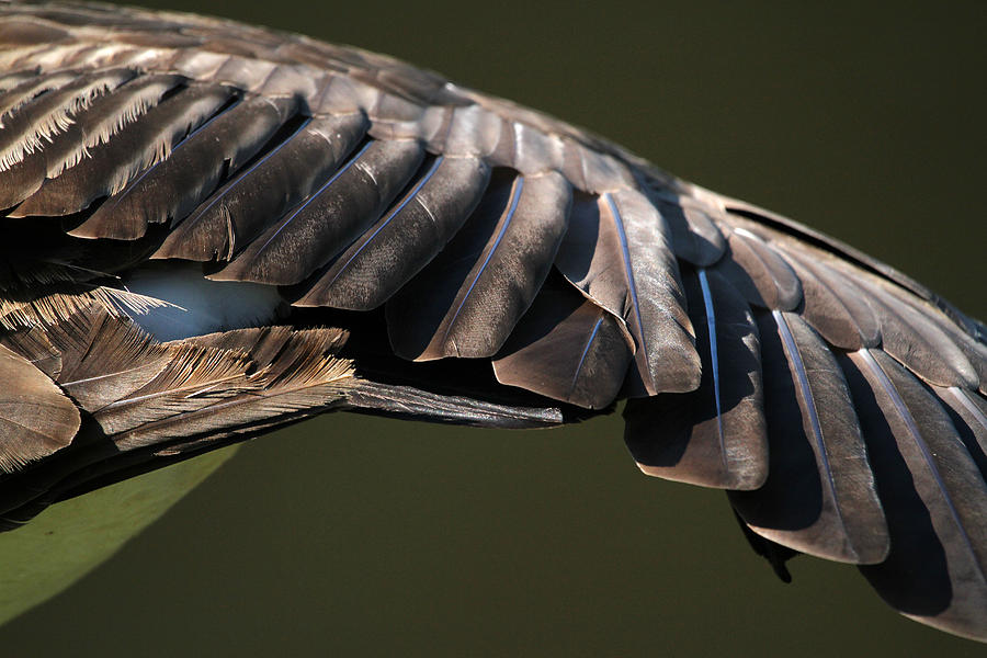Feather Photograph - Wing Stretch by Karol Livote