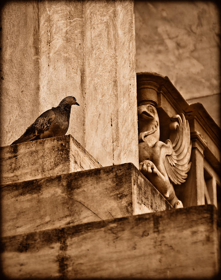 Athens, Greece - Winged Encounter Photograph by Mark Forte