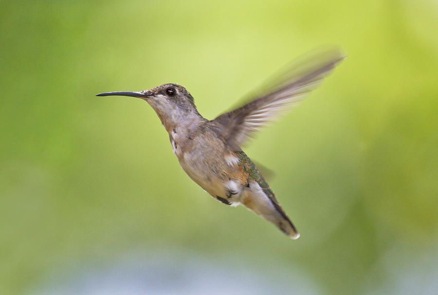 Hummingbird Photograph - Winging It by Betsy Knapp